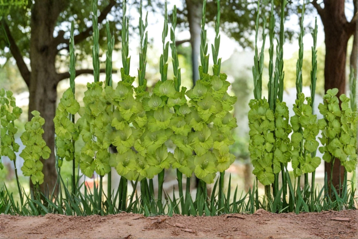 Lime Green Gladiolus Bulbs – 5 Pack, Gladiolus Hybrid, Tall Flower Spikes, Lime Green Blooms, Garden Borders & Cut Flowers