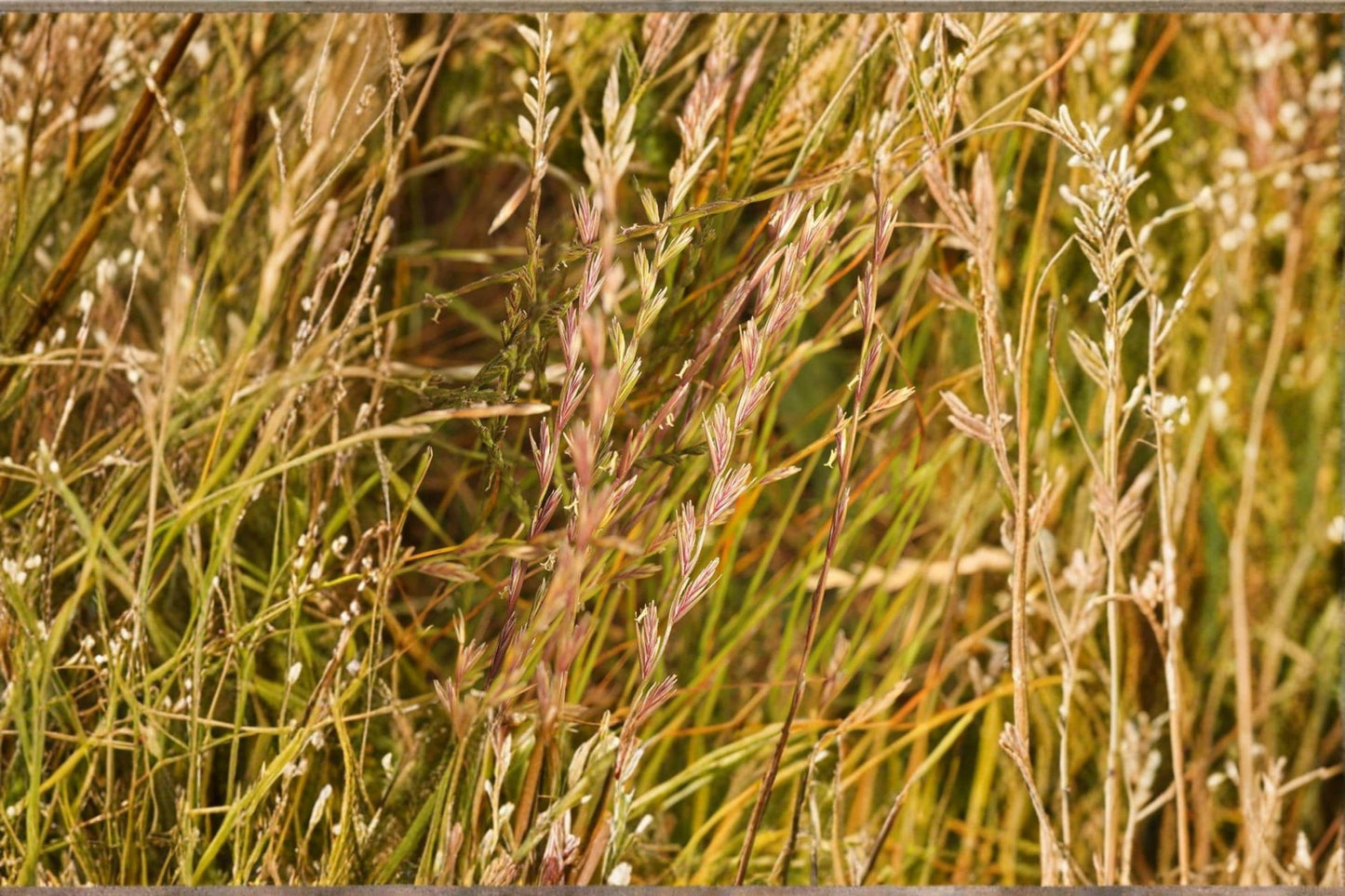 Annual Ryegrass Seeds – Lolium multiflorum for Lawn & Ground Cover, Cool-Season Grass Seed