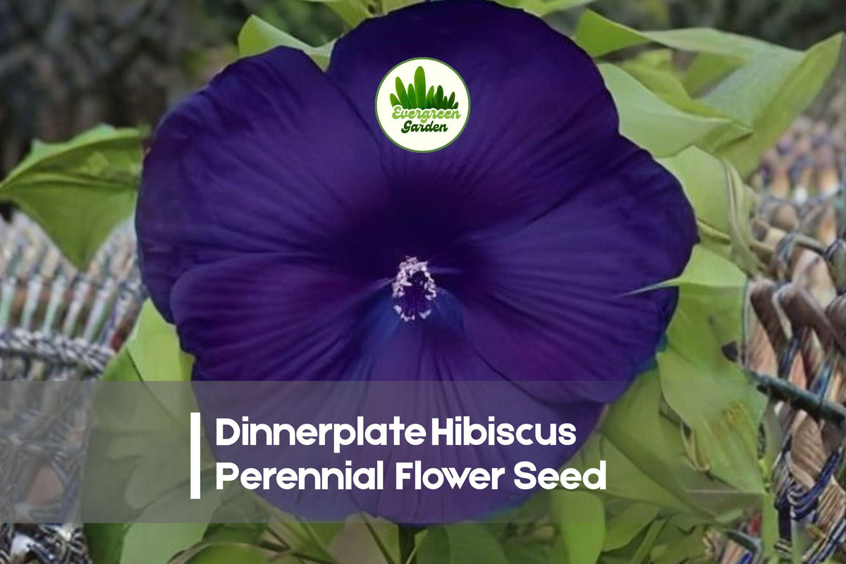 Dinnerplate Hibiscus Seeds | Perennial Flower with 10–12 Inch Blooms | Hibiscus moscheutos for Garden Beds & Borders