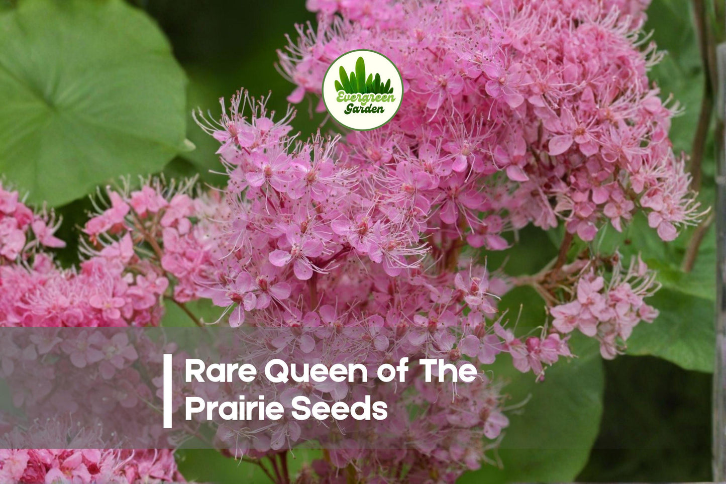 Queen of the Prairie Seeds - 15+ Soft Pink Flowering Perennial Filipendula rubra for Pollinator Gardens & Moist Soils