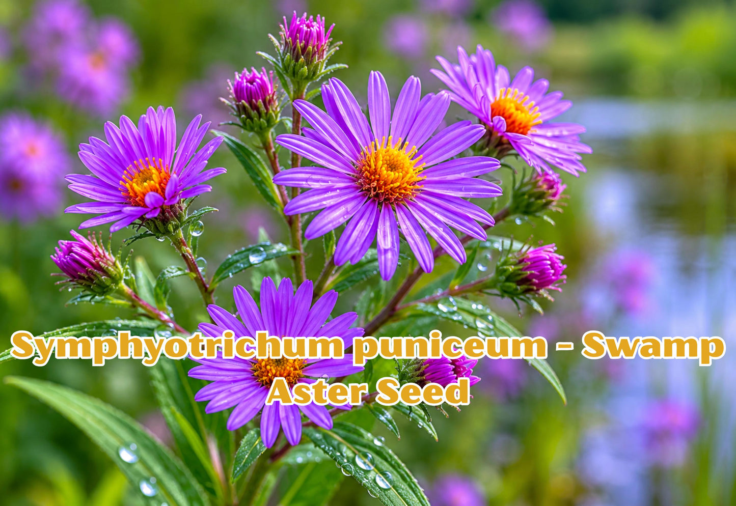Swamp Aster Seeds – Symphyotrichum puniceum Native Perennial Wildflower for Wet Areas, Pollinator Gardens, 100 Seeds