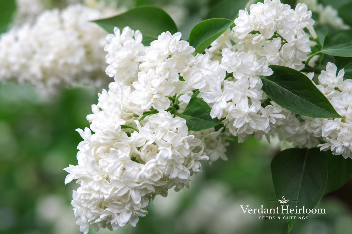 Madame Lemoine Lilac Shrub – Fragrant Double White Flowers – Syringa vulgaris – Live Starter Plant, 12+ Inches