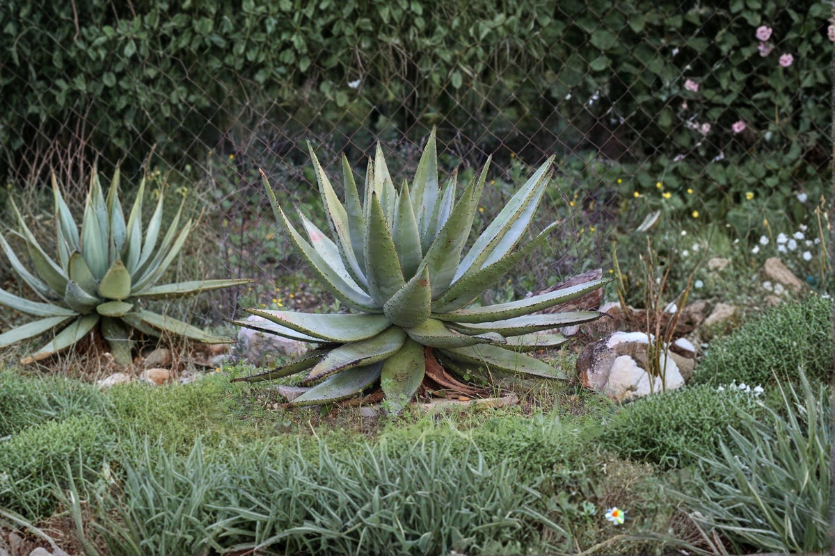 Aloe Spectabilis Seeds – Succulent Plant for Garden & Container, Drought Tolerant, Full Sun, Well-Drained Soil, 30 Seeds