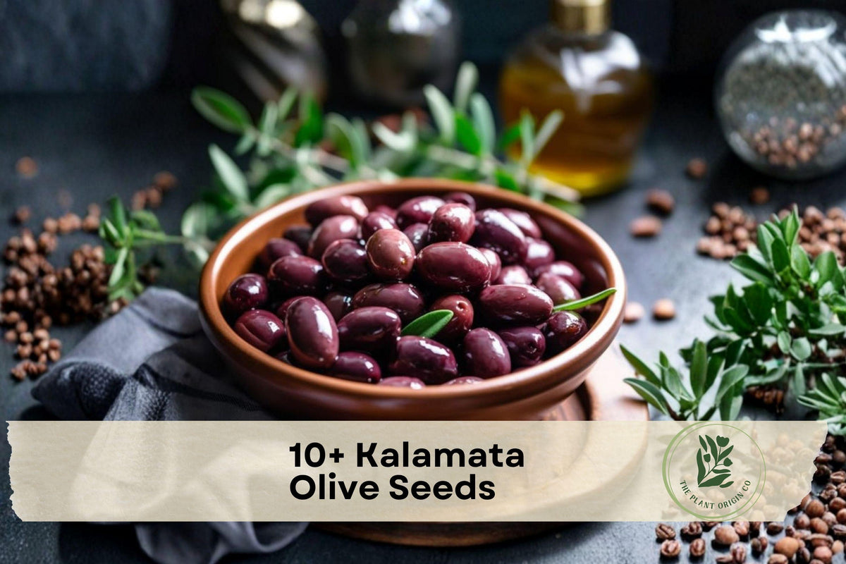 Kalamata Olive Tree Seeds – Fruit Tree Seeds for Growing Olea europaea in Patio, Garden, or Container