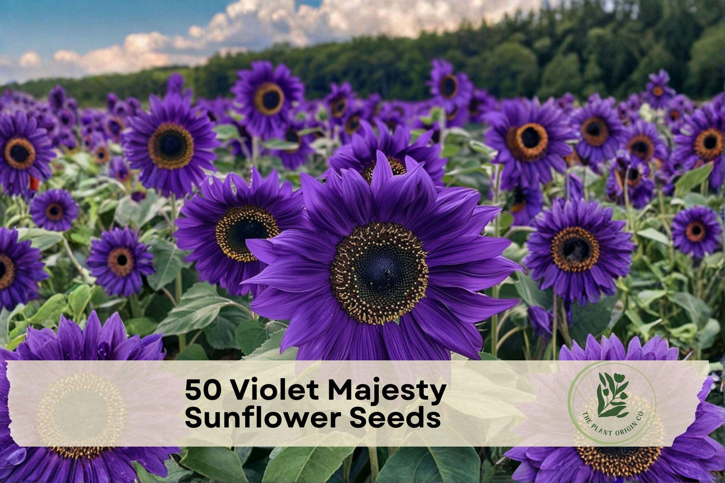 Violet Majesty Sunflower Seeds - Heirloom Ornamental Purple Blooms for Borders & Cut Flowers - Helianthus annuus