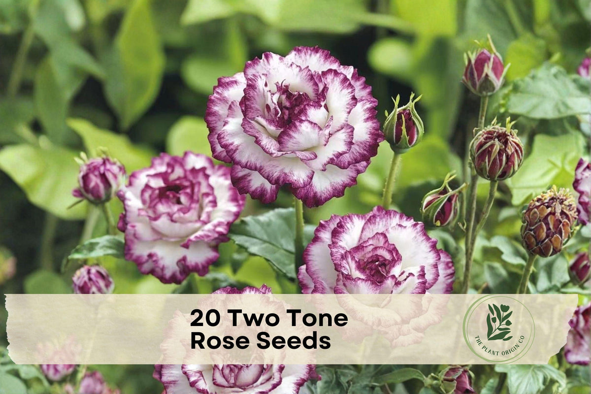 Two-Tone Rose Seeds, White and Purple, Rosa spp. – Ornamental Flower Seeds for Gardens & Containers