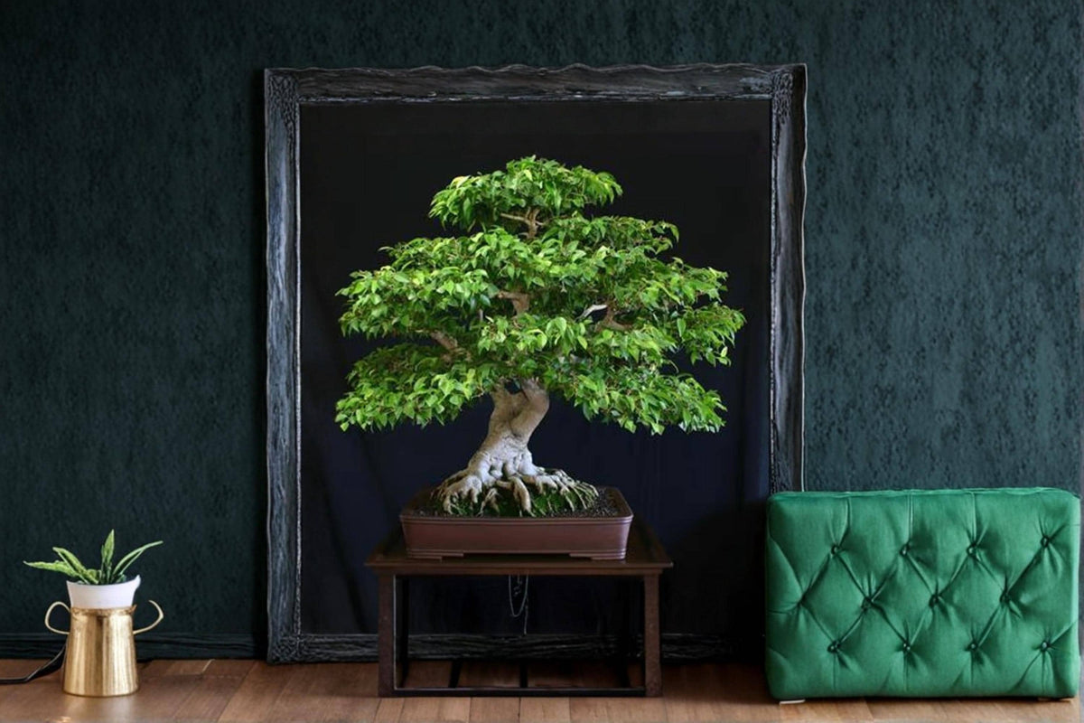 Weeping Fig Bonsai Seeds – Ficus benjamina Tree Seeds for Indoor & Ornamental Gardening