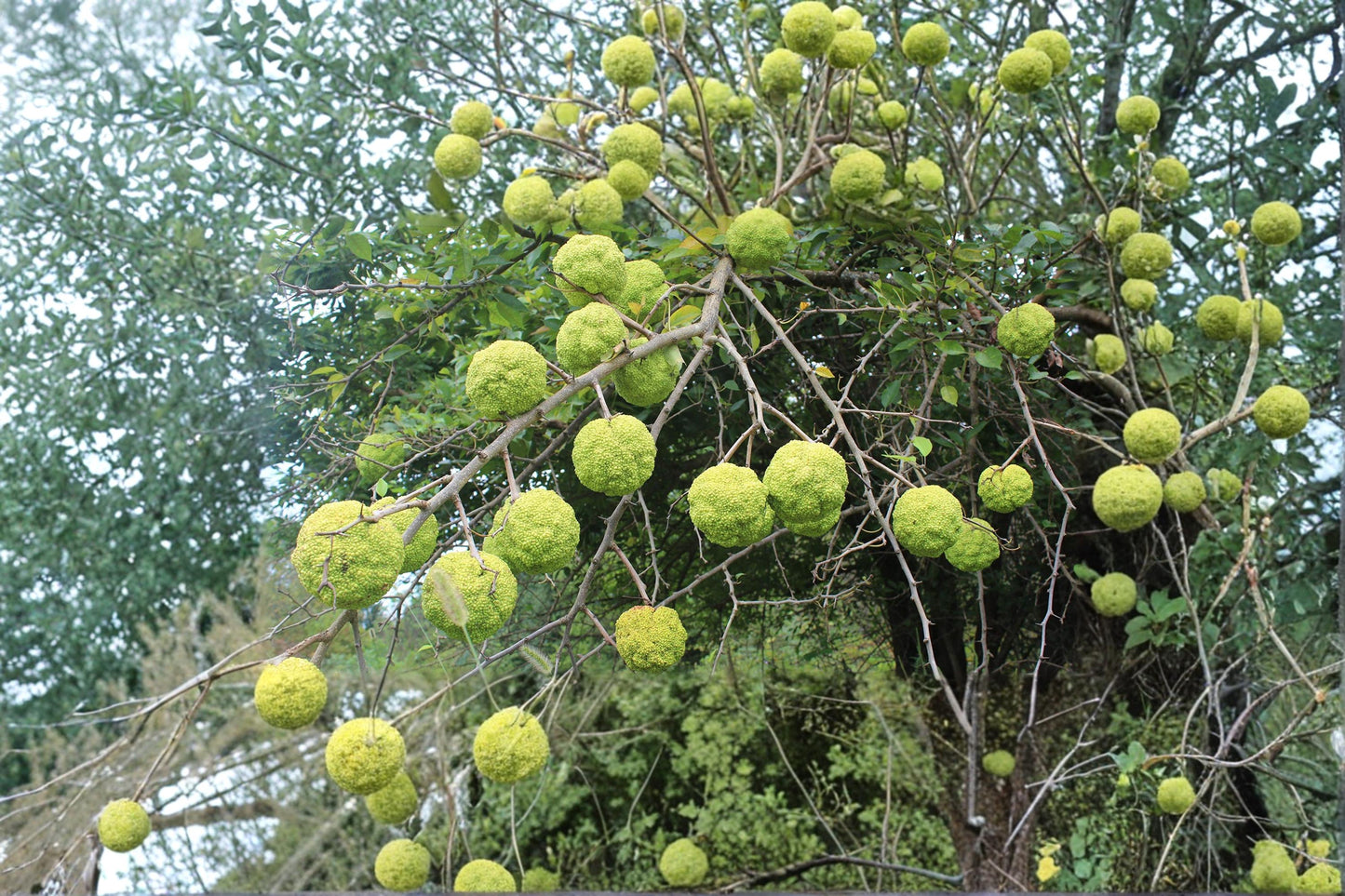 Osage Orange Tree Seeds – Maclura pomifera – Hedge Apple, Native Deciduous Tree for Landscaping & Hedges