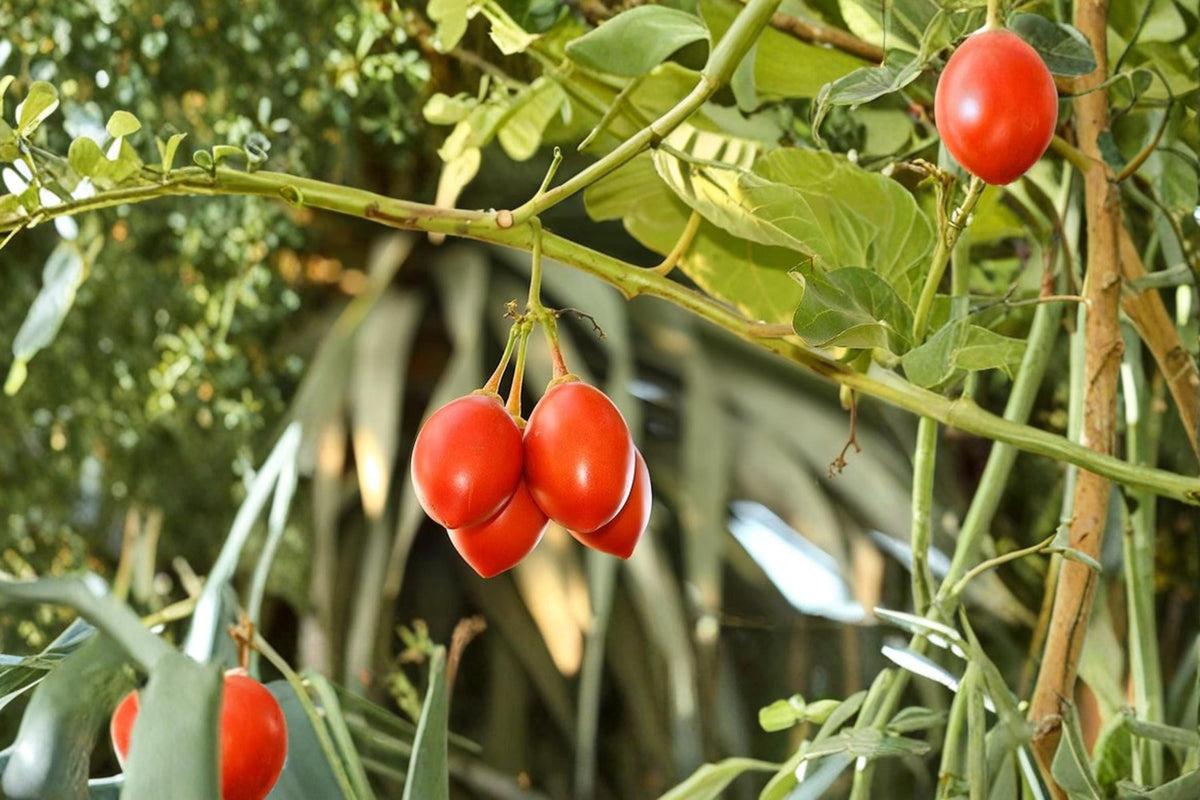 Tree Tomato Seeds, Tamarillo Cyphomandra betacea, Fruiting Shrub, Tropical Garden Plant, Edible Fruit Seeds