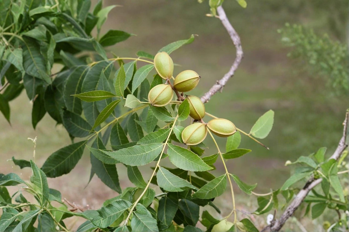 Pecan Tree Seeds – Carya illinoinensis – Nut Tree for Planting, Edible Nuts, Shade Tree, Hardy Deciduous Garden Tree