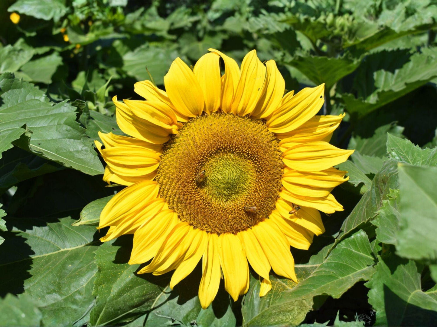 Sunflower Seeds Dwarf Sunspot Helianthus annuus for Patio Pots & Gardens, Bright Golden Yellow, Pollinator-Friendly