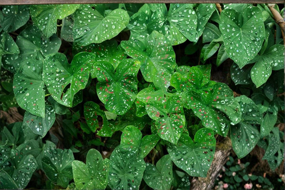 Florida Clown Caladium Bulbs – Caladium bicolor, Shade-Tolerant Foliage Plant, 10 Bulbs for Garden Beds & Containers
