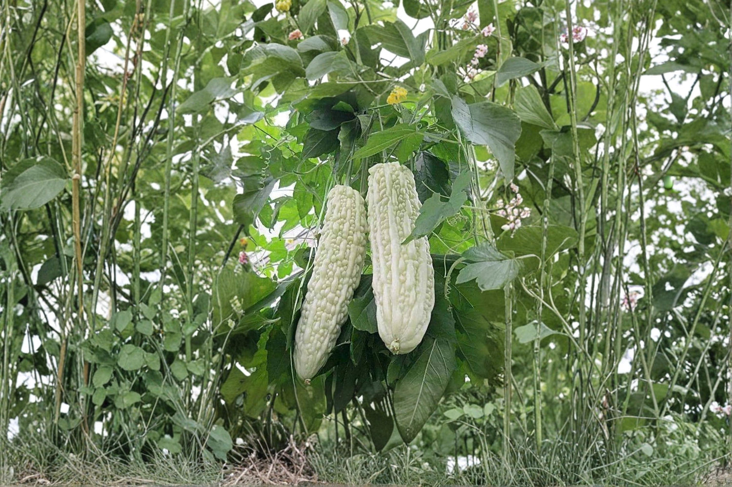 White Bitter Melon Seeds – Climbing Vegetable Vine for Garden, Trellis, and Container Growing – Momordica charantia