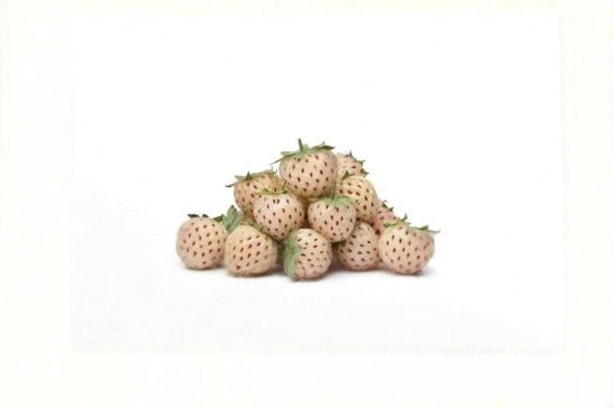 White Pineberry Strawberry Seeds – Fragaria × ananassa, Unique White Fruit, Edible Garden Berries, Ornamental Strawberry Plant