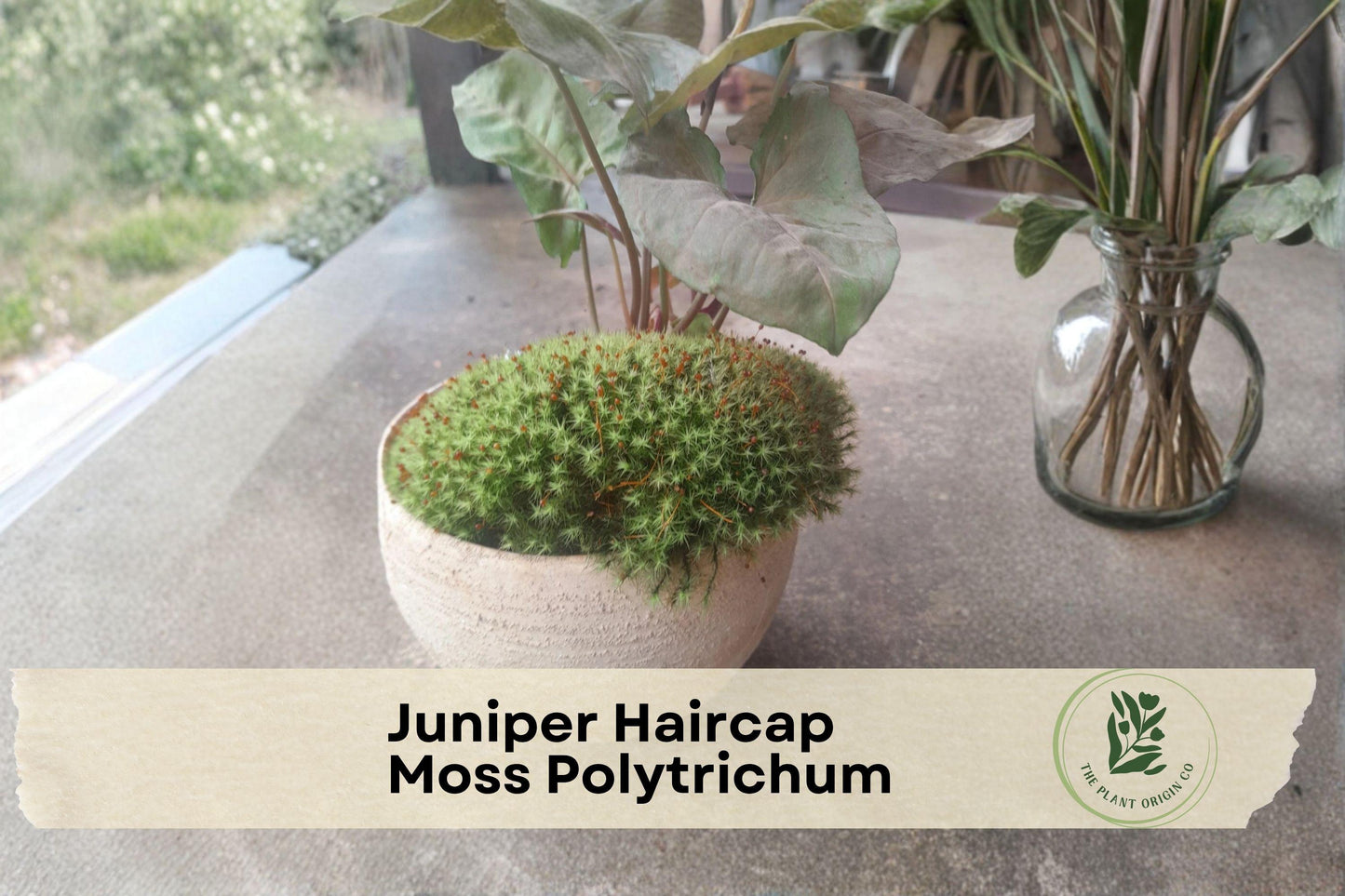 Live Juniper Haircap Moss Polytrichum commune - Full Gallon Bag for Terrariums, Fairy Gardens & Landscaping