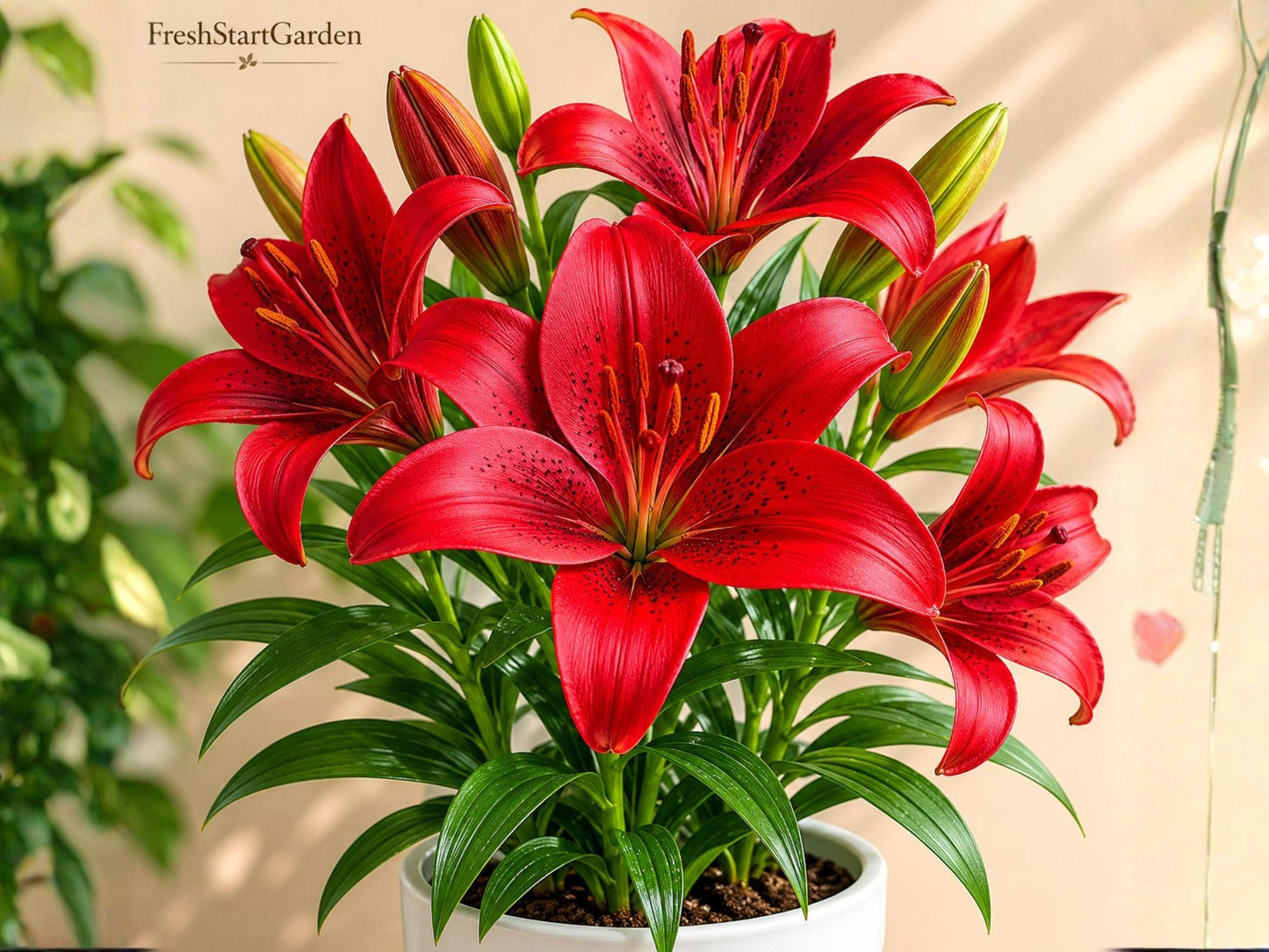 Red Armandale Hybrid Lily Bulbs – Hardy Perennial Lilium Flower for Garden Beds & Containers