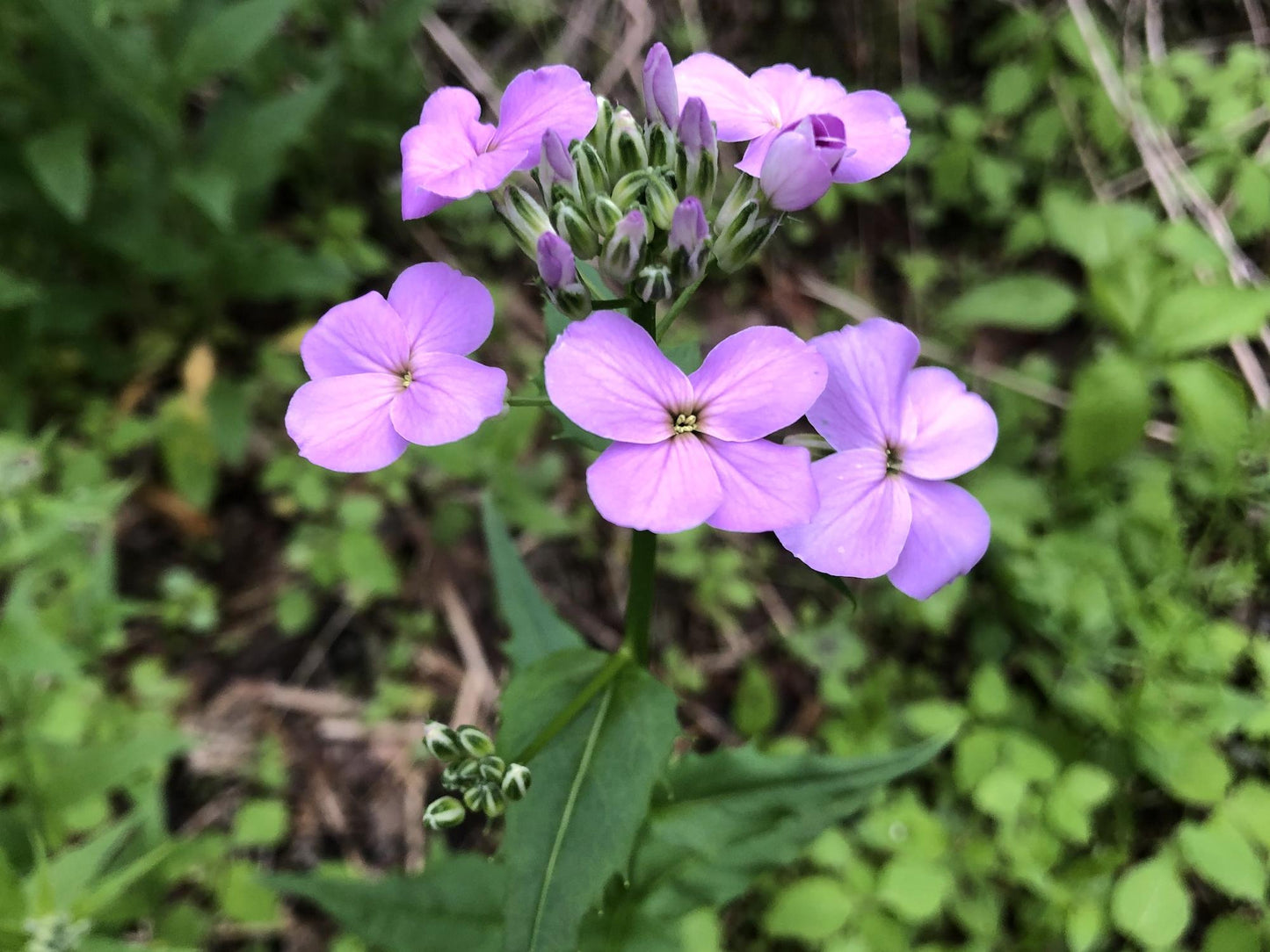 Dames Rocket Seeds – Wildflower Seeds for Pollinator Gardens, Cottage Garden, Meadow Plantings – Hesperis matronalis, 100 Seeds
