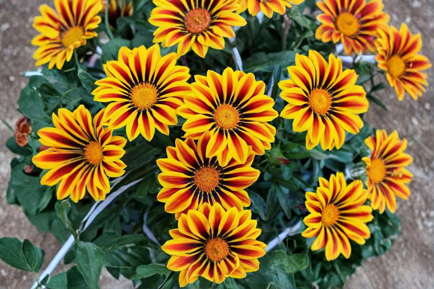 Gazania Flower Seeds 500+ | Gazania rigens | Colorful Daisy-Like Blooms for Borders & Containers