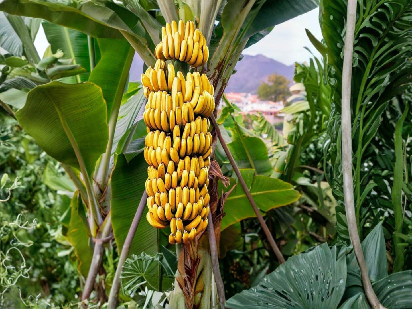 Gran Nain Banana Plant | 3-6 Inch Tropical Musa 'Grand Nain' Fruit Bearing Starter for Container & Garden