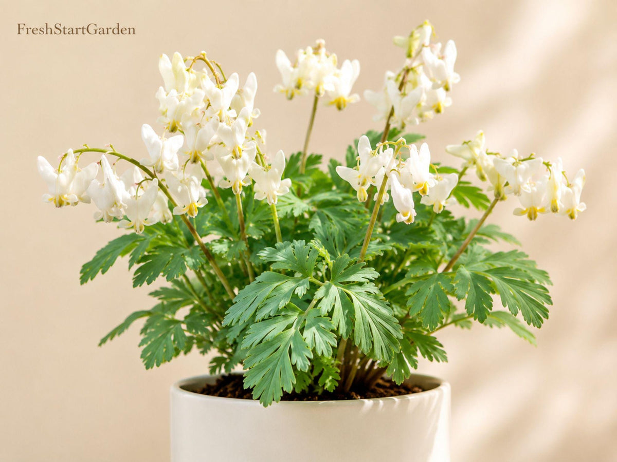Dutchman's Breeches Bare Root Perennial – Dicentra cucullaria, Native Shade Woodland Plant, Early Spring White Pink Flowers