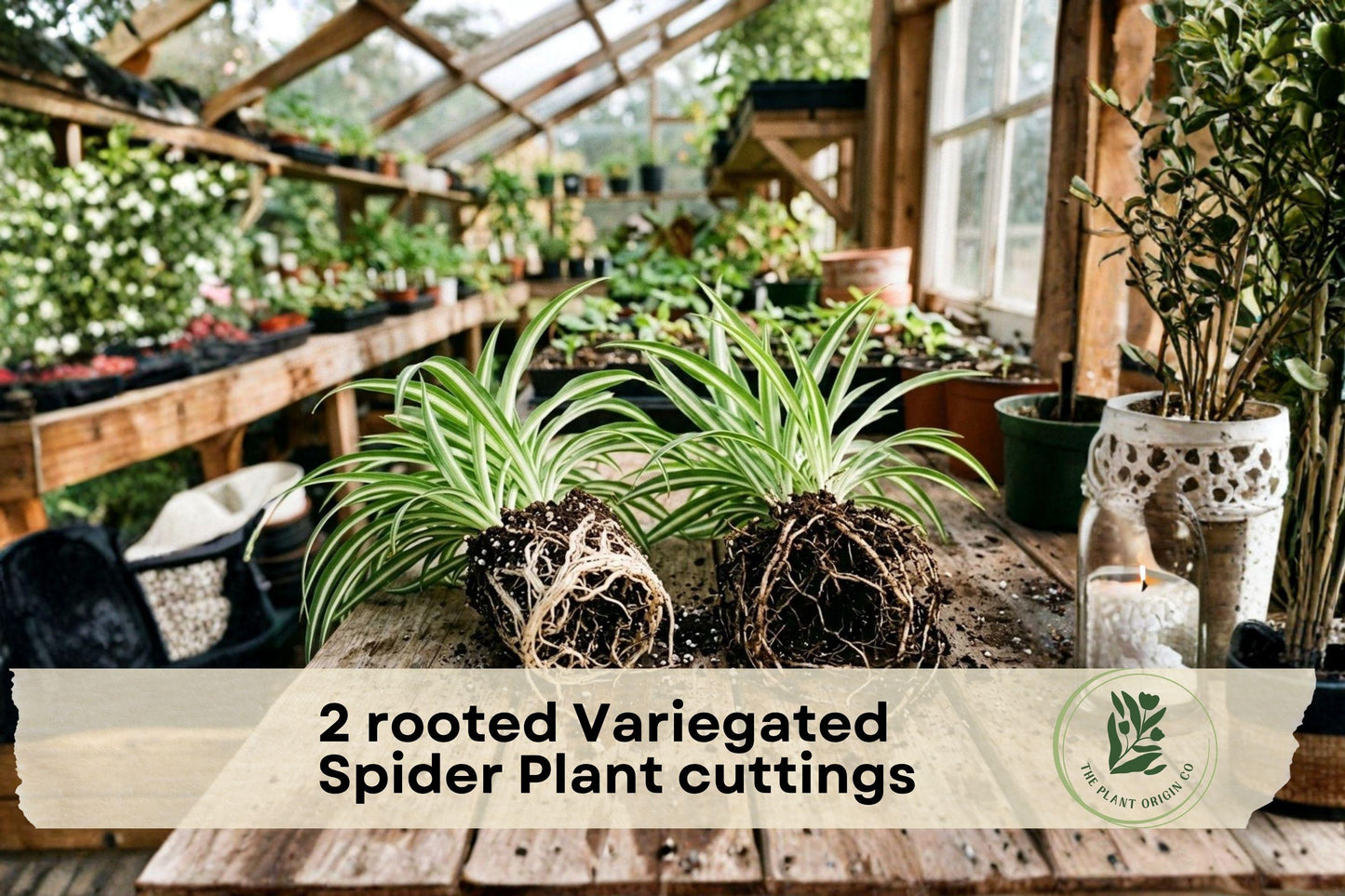 Rooted Variegated Spider Plant Cuttings – Green and White Foliage, Indoor Houseplant, Chlorophytum comosum ‘Variegatum’