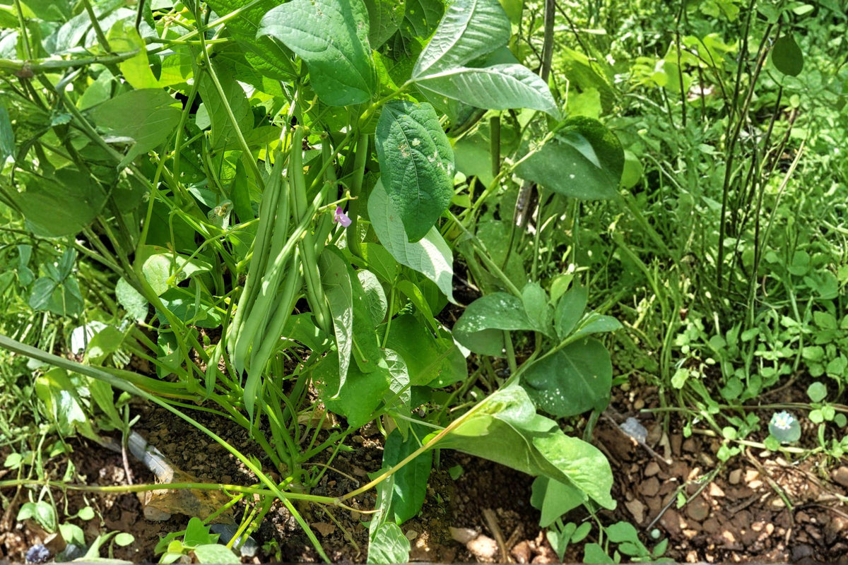 Blue Lake Bush Bean Seeds – Phaseolus vulgaris, Edible Green Beans, Compact Annual Vegetable, 20 Seeds