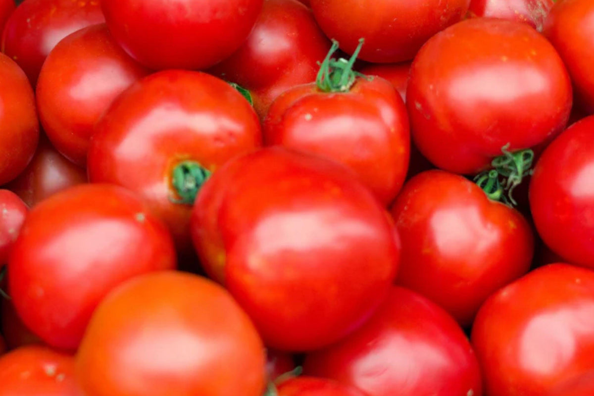 Arkansas Traveler Tomato Seeds – Heirloom Solanum lycopersicum, Pink-Red Fruit, Indeterminate Vegetable for Home Gardens and Containers