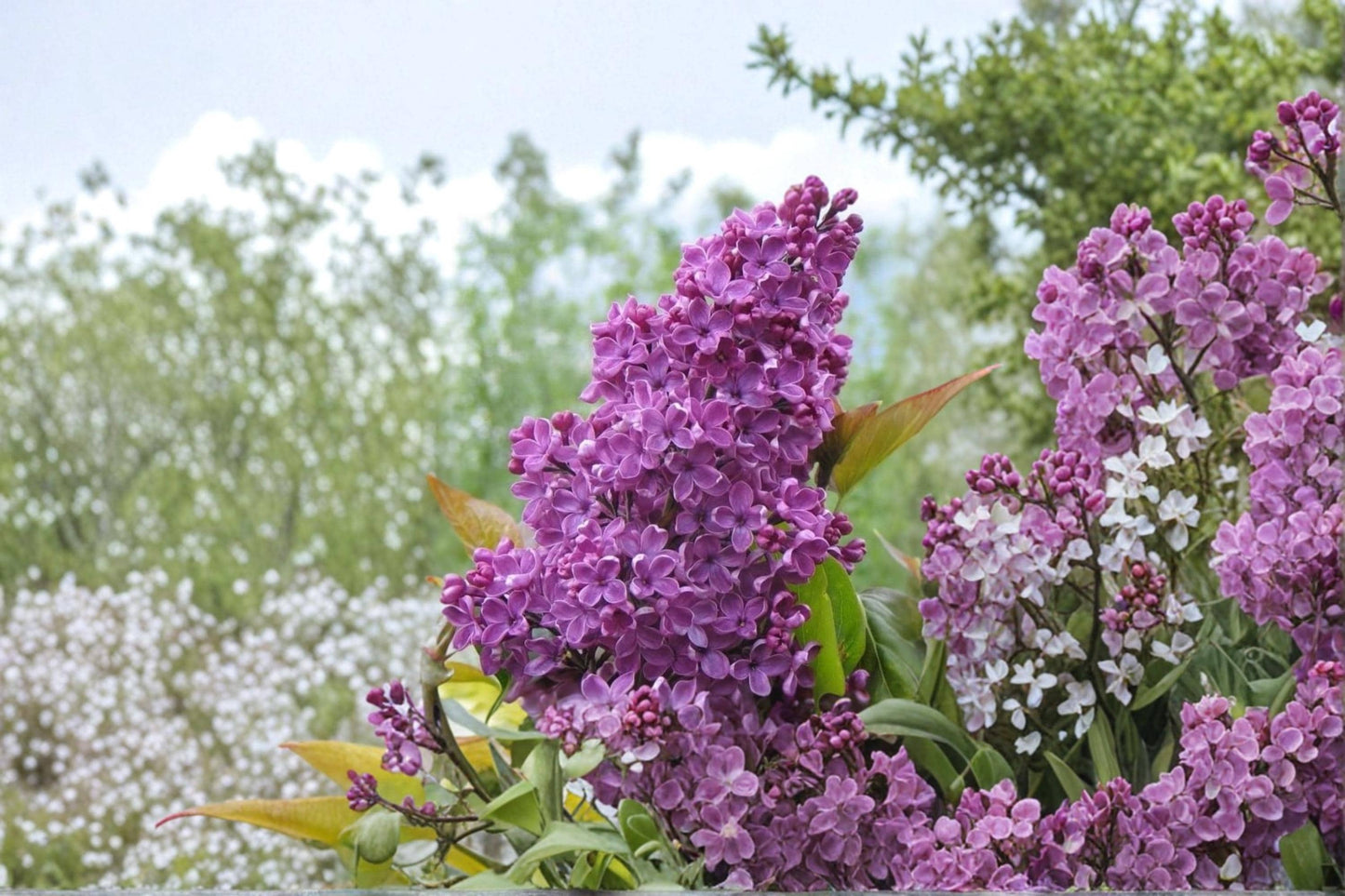 Purple Lilac Seeds for Planting – 50 Syringa vulgaris Flowering Shrub Seeds for Garden, Landscape & Cottage Gardens