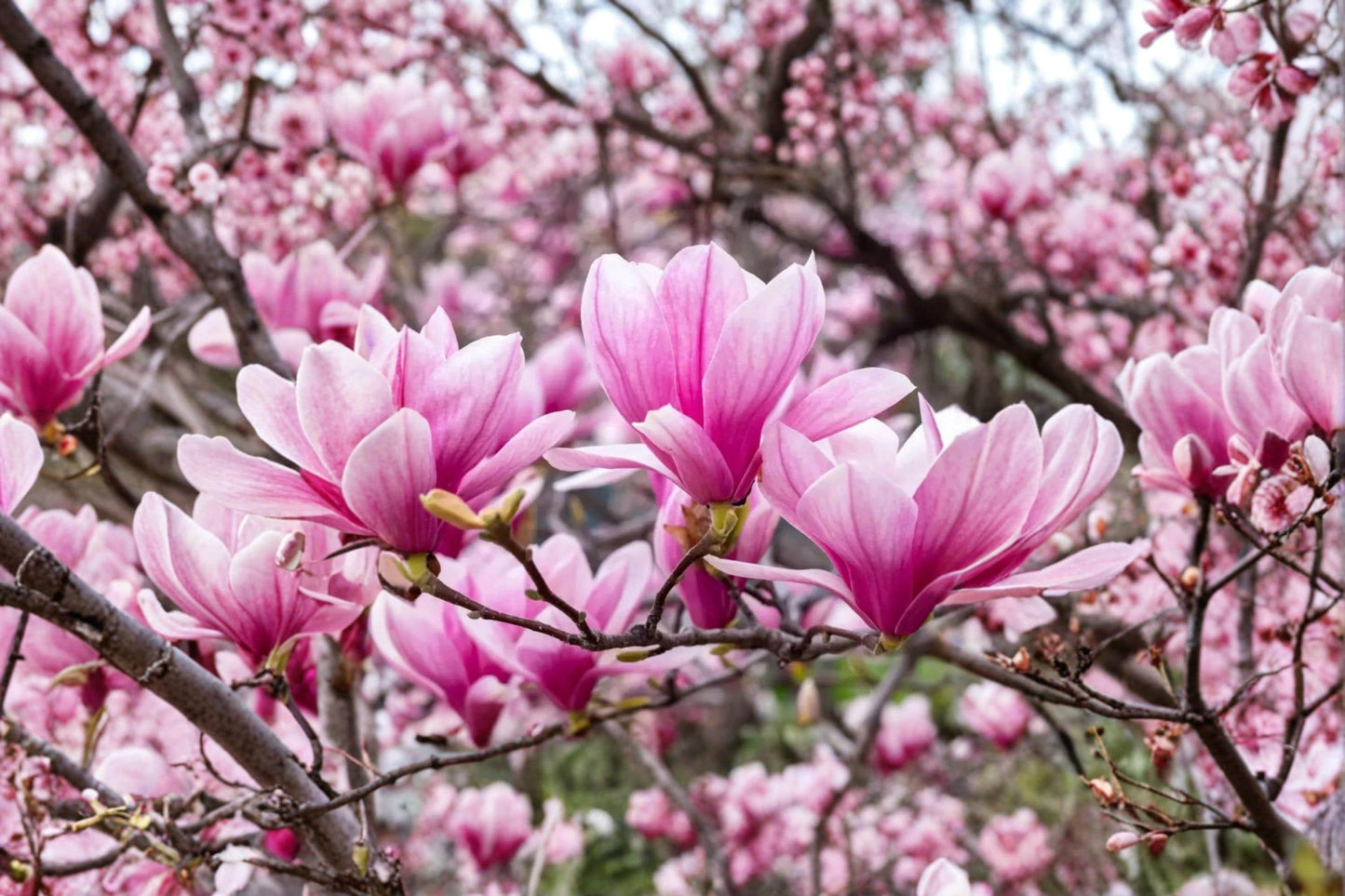 Magnolia Tree Seeds for Planting – 10 Pink White Flowering Magnolia – Ornamental Garden Tree Seeds – Magnolia spp.