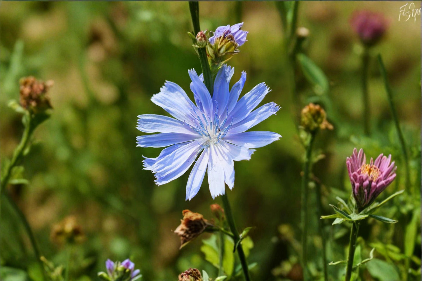 Wildflower Seeds – Chicory Blue Flowers – Cichorium intybus – Pollinator & Meadow Planting Pack