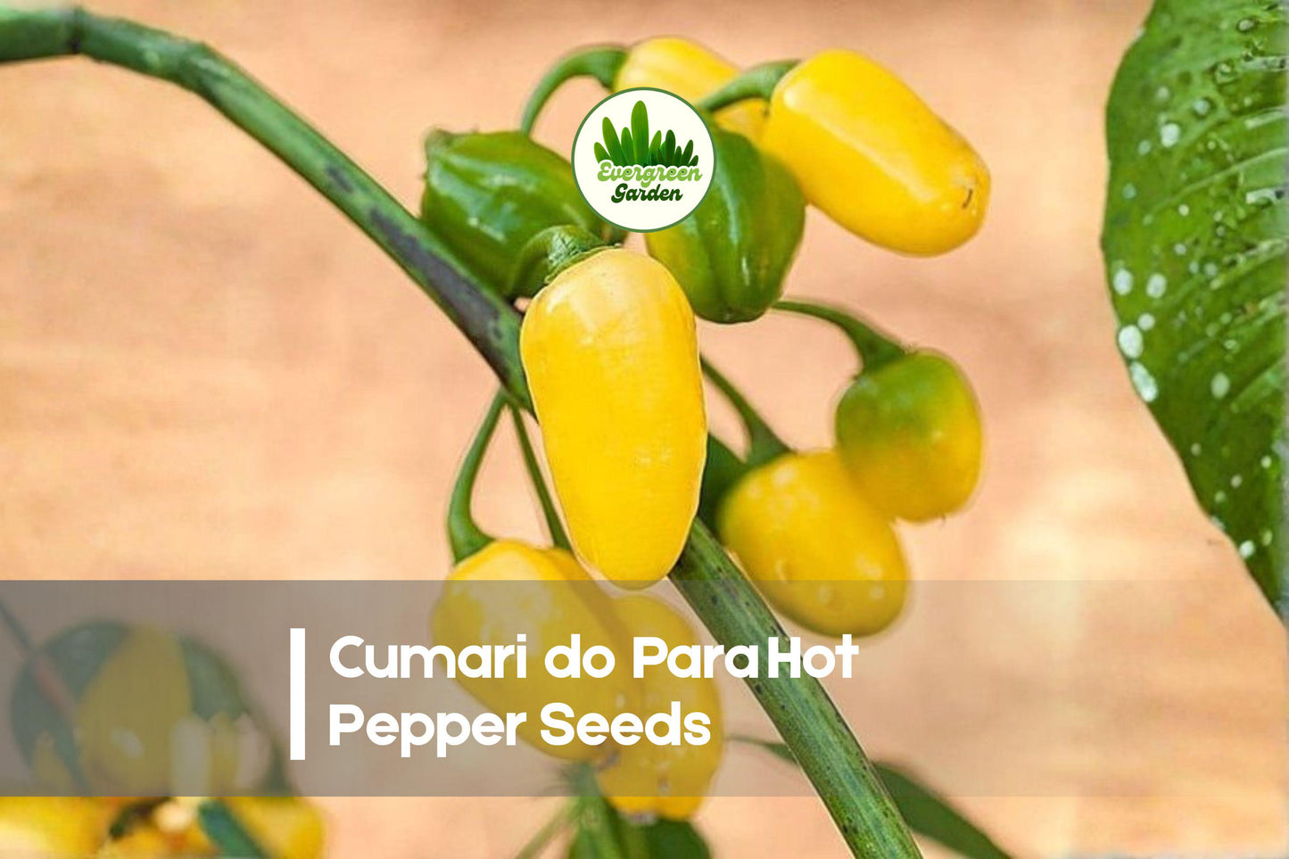 25+ Cumari do Para Hot Pepper Seeds – Heirloom Capsicum chinense, Small Fruity, Hot Chili for Gardens & Containers