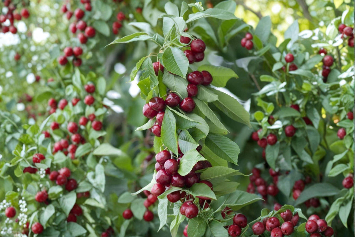 Dwarf Cherry Tree Seeds – Prunus avium – Fruit Tree for Garden, Patio, or Landscape Plant