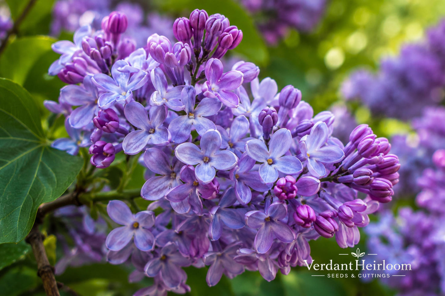 Blue French Lilac Bare Root Plant – Syringa vulgaris 'Nadezhda' – Fragrant Double Blooms, Ornamental Shrub