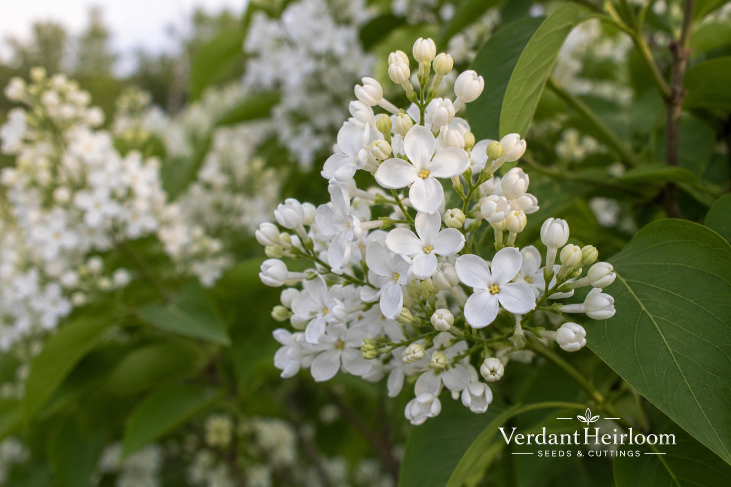 Betsy Ross Lilac Bare Root Plant – Syringa oblata – Fragrant White Blooms – Ornamental Shrub for Garden & Landscape