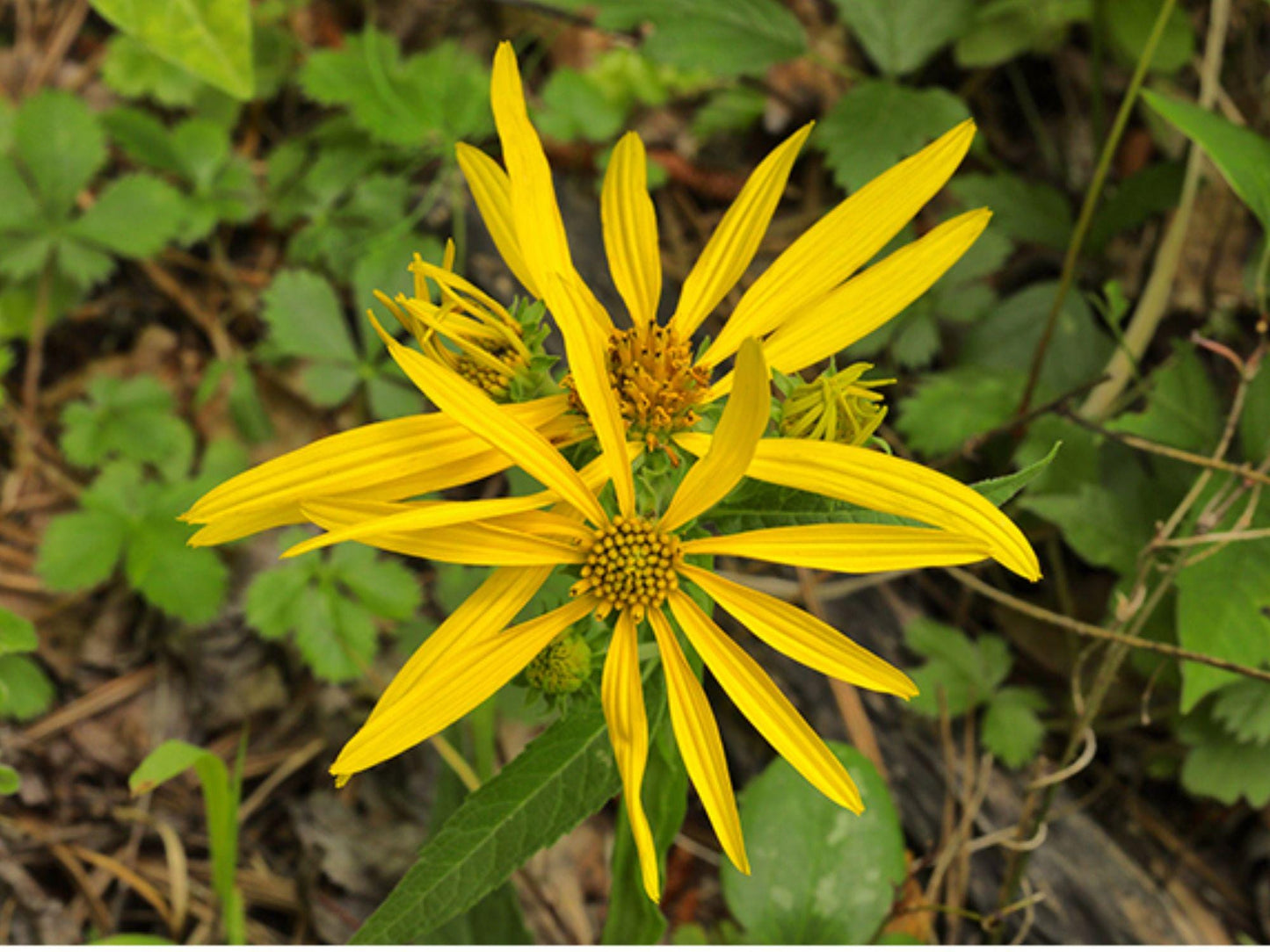 Yellow Crownbeard Seeds - Verbesina helianthoides Native Wildflower for Pollinator Gardens & Prairie Planting, Bright Yellow Daisy-Like Blooms