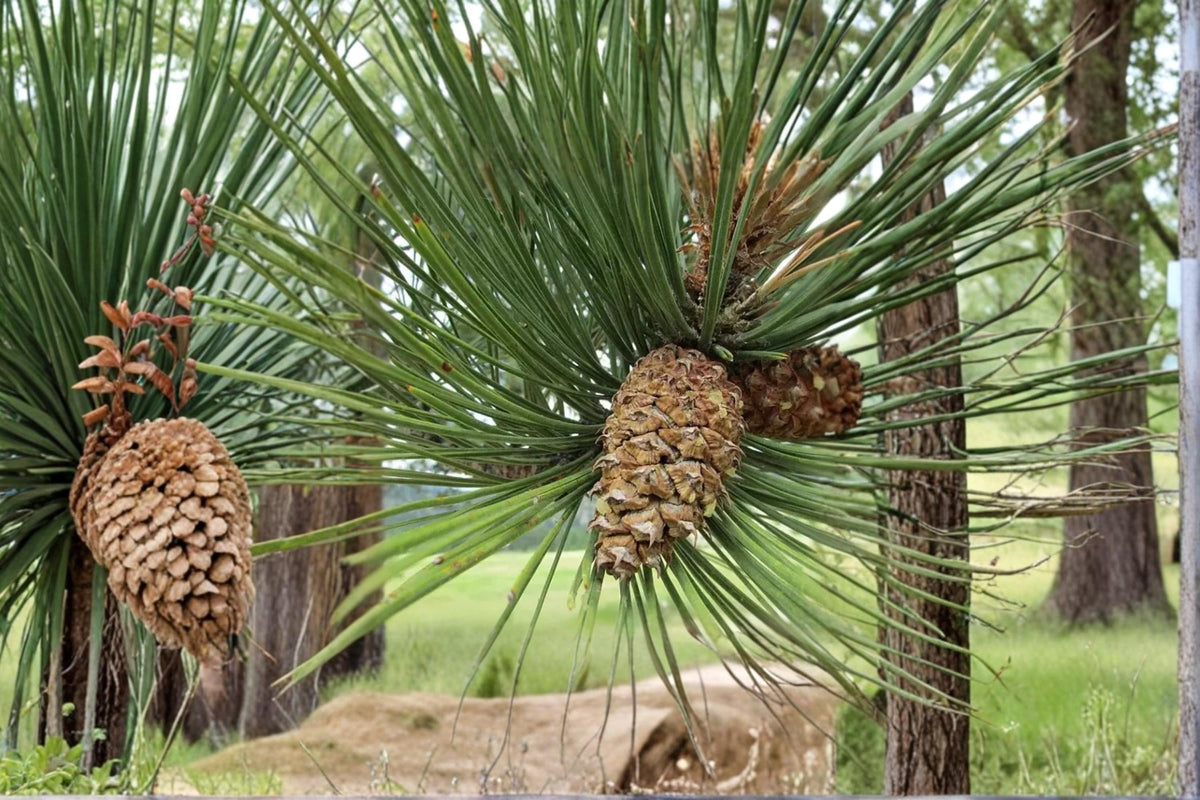 Ponderosa Pine Tree Seeds, Evergreen Conifer, Pinus ponderosa, Landscape & Reforestation, 30 Seeds