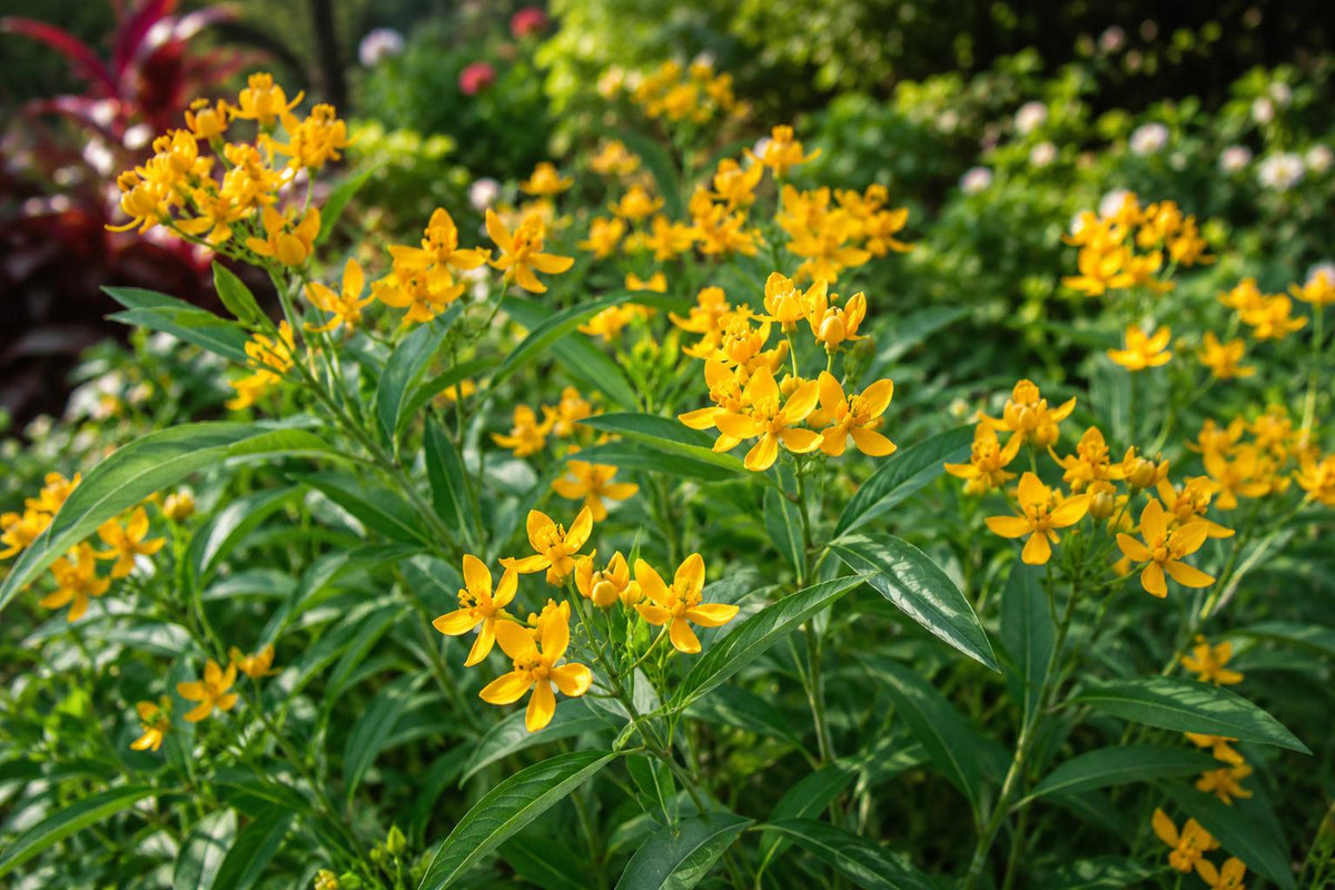 Yellow Milkweed Live Plant - Tropical Perennial Butterfly Host - Asclepias tuberosa for Pollinator Gardens