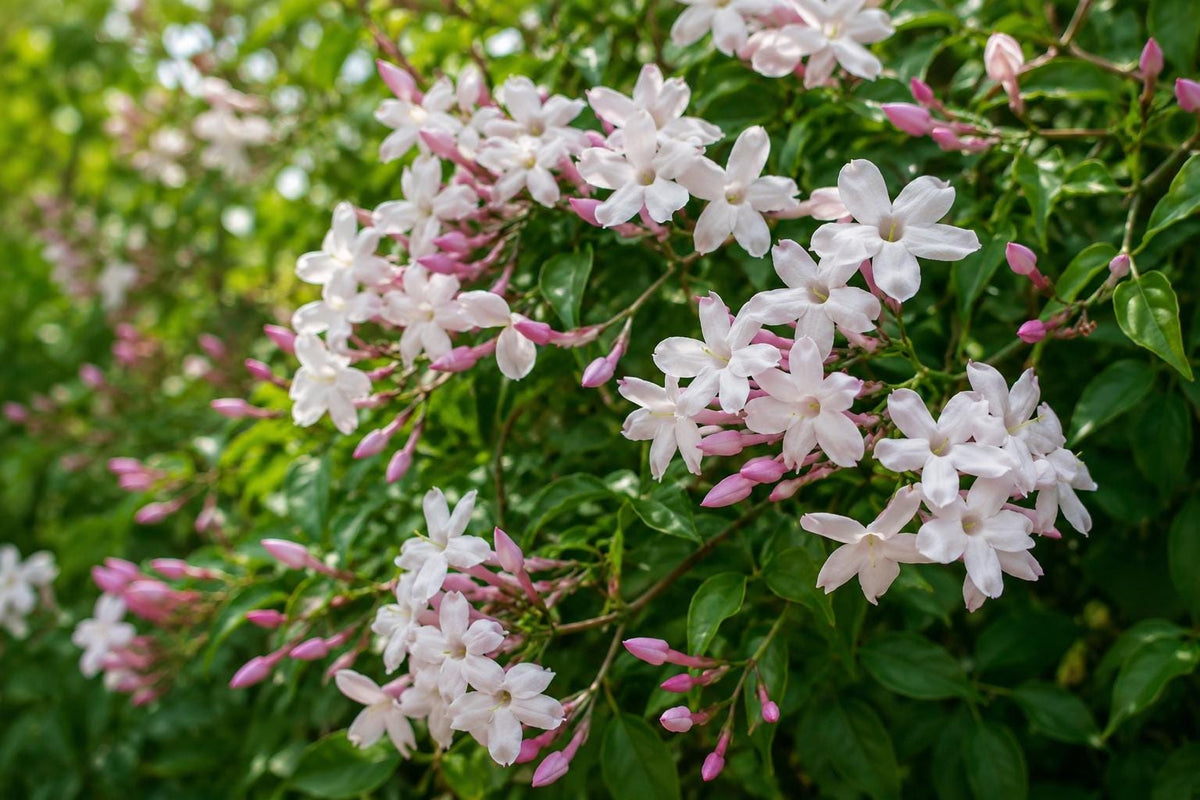 Polyanthum Jasmine Vine Plant with Pink Flowers, Fragrant Jasminum polyanthum for Indoor & Outdoor Gardens