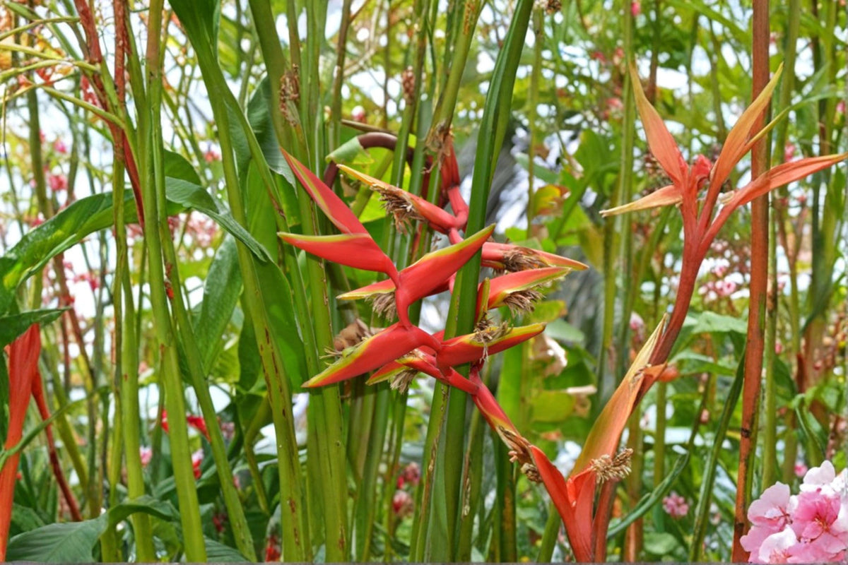 Gold Heliconia Seeds – Heliconia champneiana Tropical Flowering Plant with Yellow Bracts, Garden, Landscape, Outdoor Plant