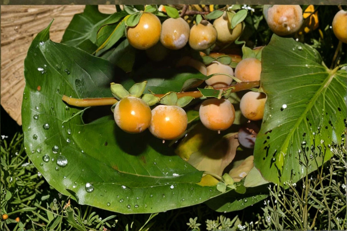 Date Plum Tree Seeds – Diospyros lotus, Ornamental Fruit Tree, Edible Landscape, Garden Tree, Hardy Perennial, 30 Seeds