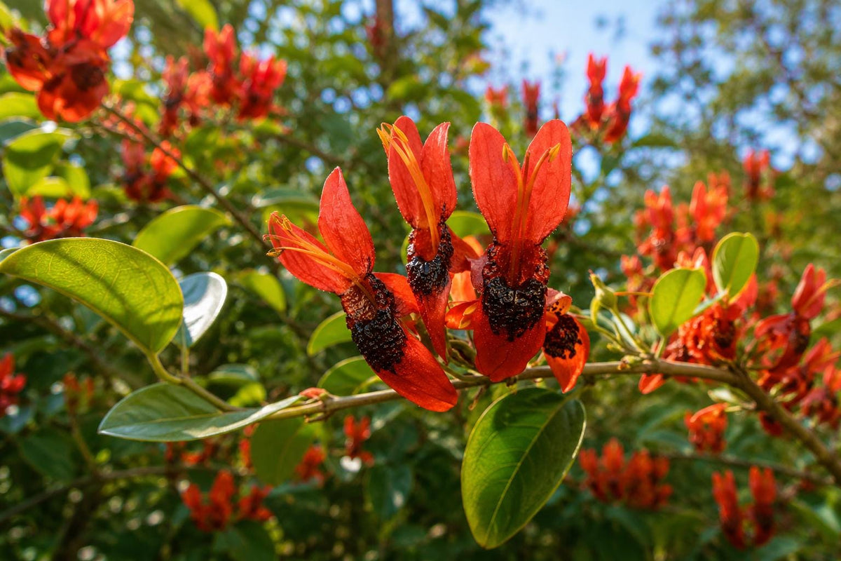 Knock Out Red Rose Bush Cuttings - 6 Inch Unrooted Rosa 'Radrazz' for Garden, Landscape, and Container Planting