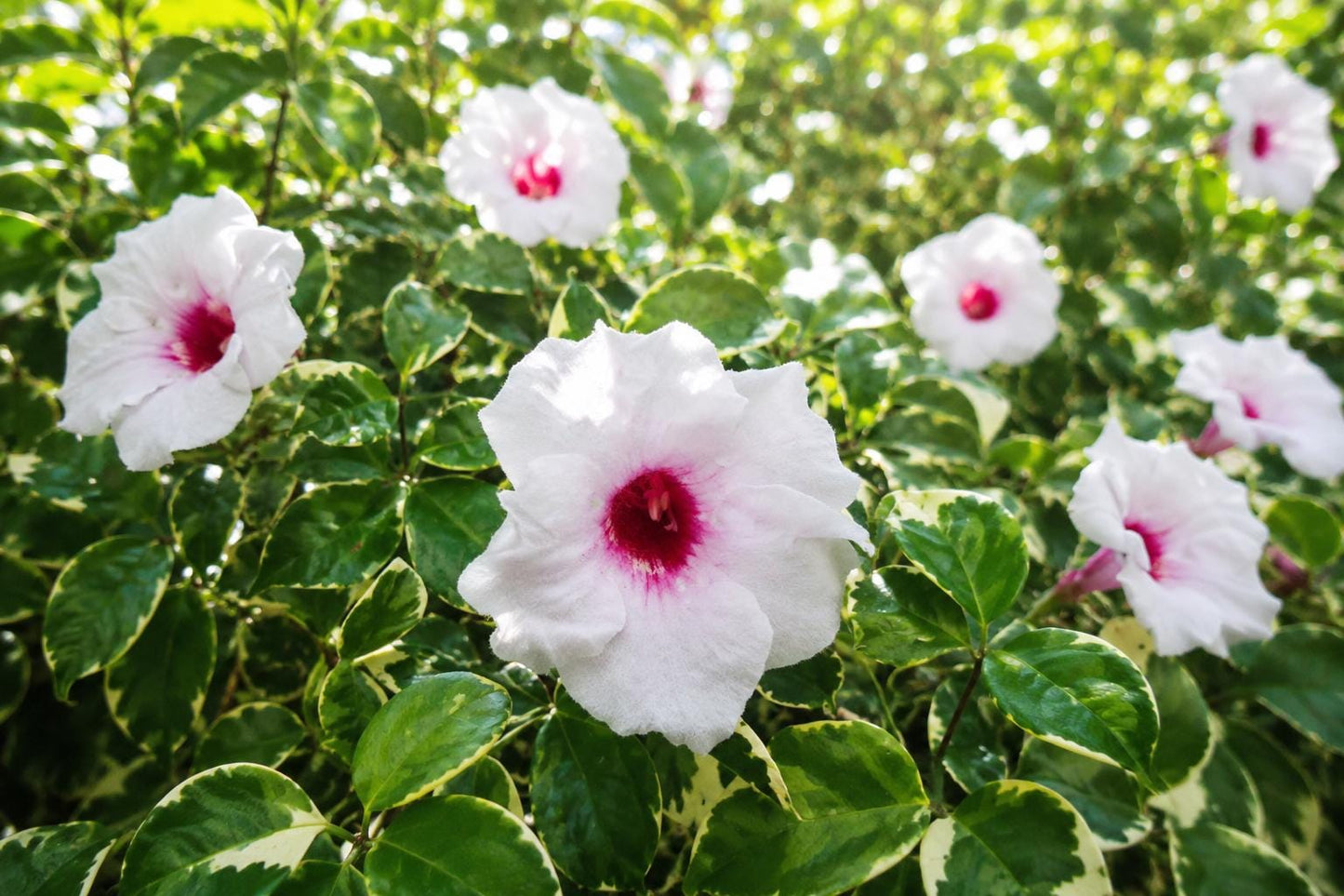 Variegated Pink Pandora Vine Plant - Climbing Semi-Tropical Fragrant Trumpet Flower - Aeschynanthus radicans