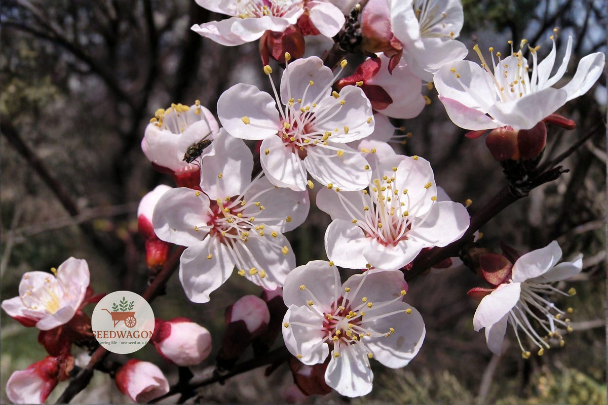 Mandchurian Apricot Seeds – Hardy Edible Fruit Tree, Pink Flowers, Golden Foliage, Prunus armeniaca mandshurica