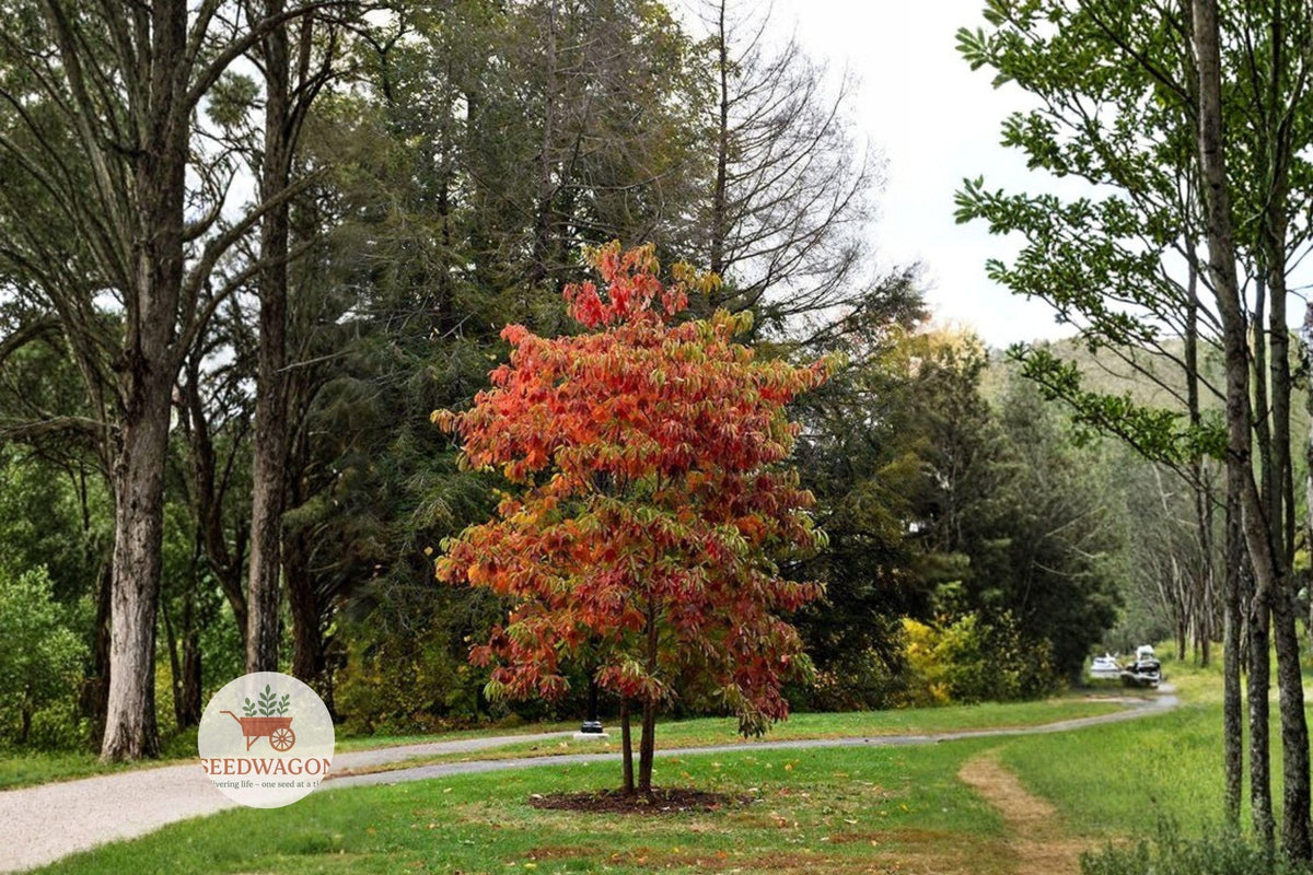 Fragrant Sassafras Tree Seeds – Native Deciduous Shade Tree with Fall Color & Mitten-Shaped Leaves, Sassafras albidum