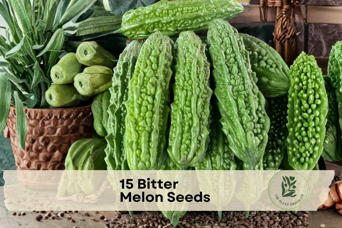 15 Bitter Melon Seeds - Climbing Vegetable Seeds for Garden, Momordica charantia, Green Ridged Fruits, Warm-Season Outdoor Plant