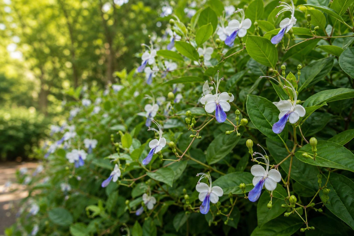 Blue Butterfly Bush Tropical Plant - Clerodendrum Ugandense - Unique Butterfly-Shaped Blue Flowers for Garden or Container