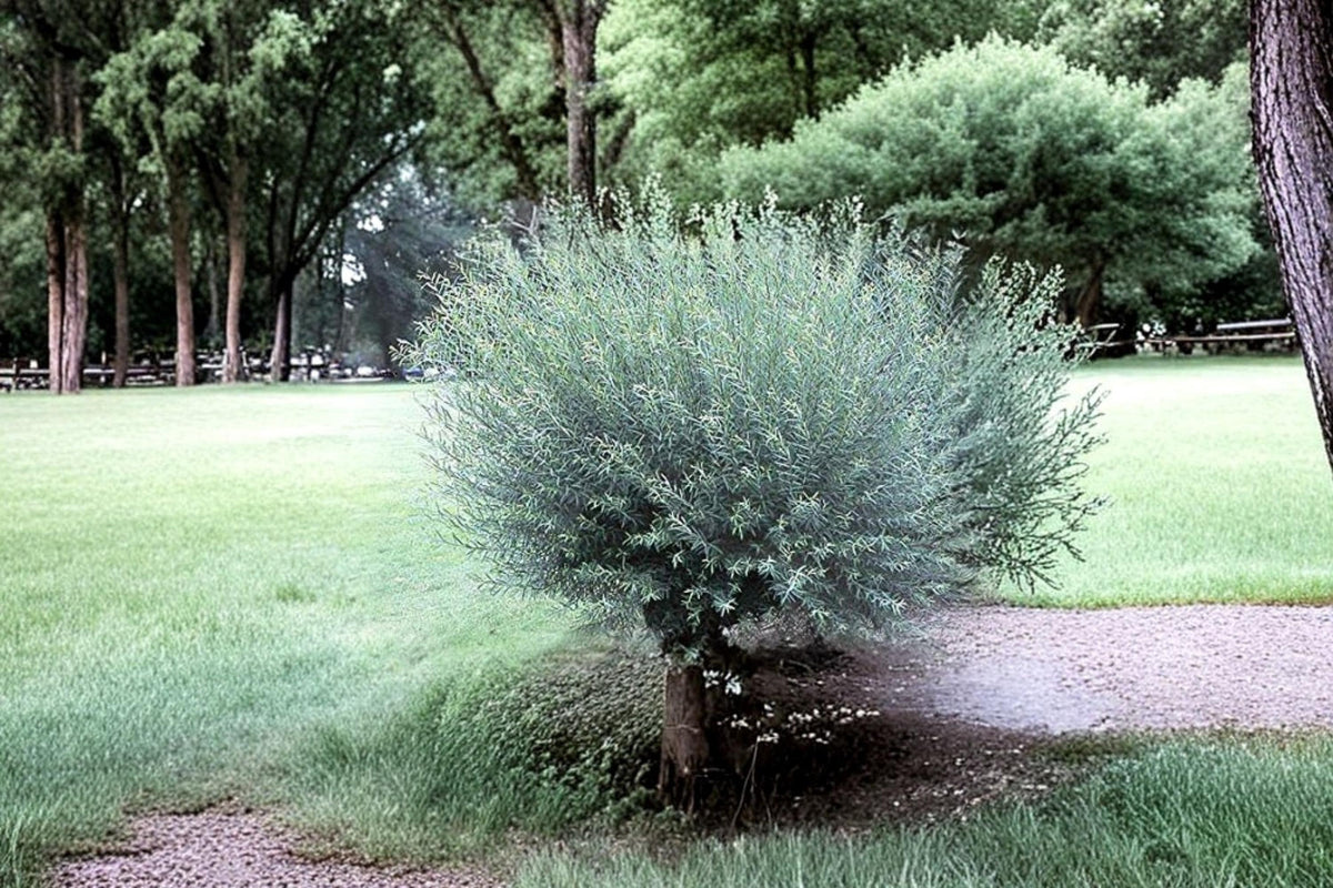 Basket Willow Cuttings – Salix purpurea for Weaving, Hedges & Ornamental Landscaping