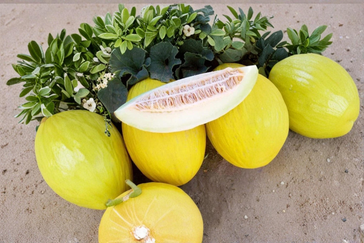 Tweety Melon Seeds – Cucumis melo, Small Yellow-Green Fruit, Garden Fruit Plant, Heirloom Melon Seeds