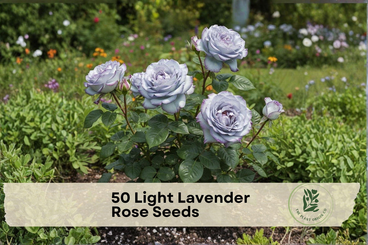 Light Lavender Rose Seeds - Rosa spp. Perennial Flower Seeds for Garden Beds, Borders, Landscape, 50 Pack