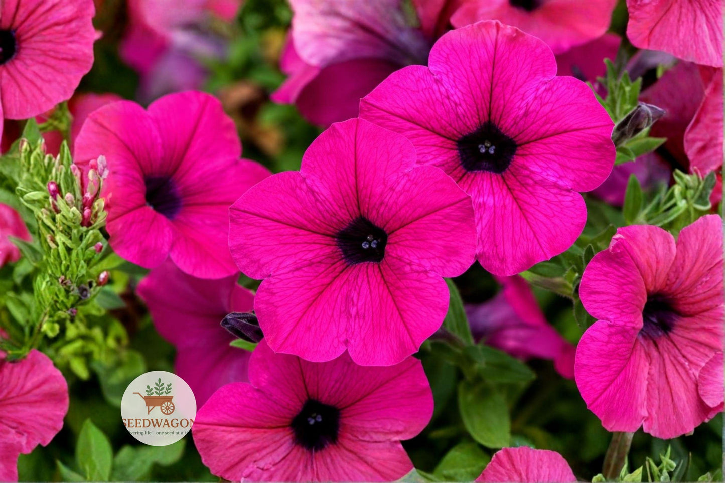 Shanin Wild Petunia Seeds – Vibrant Purple Blooms, Long Flowering Season, Pollinator Friendly, Petunia violacea, Annual Flower Seeds